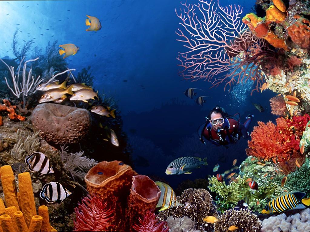 El Canonero Diving Beach Resort Puerto Galera Ngoại thất bức ảnh